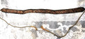 Vintage Indian Gold Metallic Embroidered Velvet Belt with Semi Precious Stones